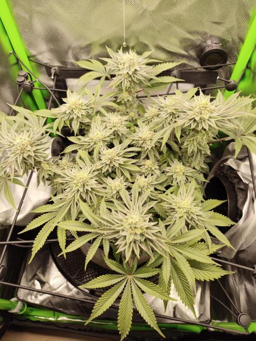 Radical Juice by Ripper Seeds. Week 11