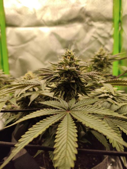 Radical Juice by Ripper Seeds. Week 11