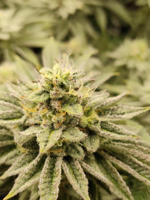 Radical Juice by Ripper Seeds. Week 11