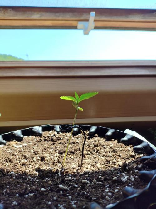 Windowsill Random Fast buds Auto. Week 1