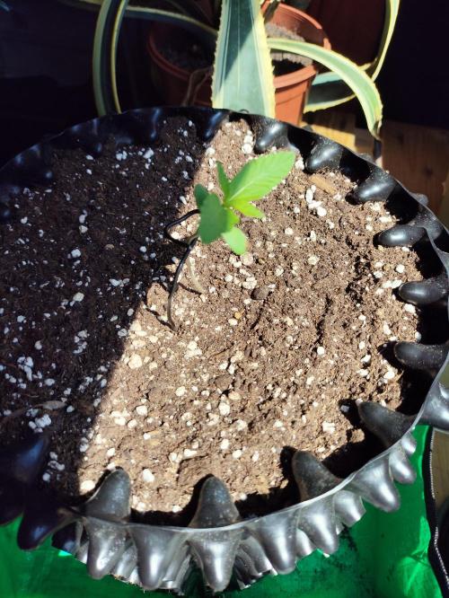 Windowsill Random Fast buds Auto. Week 1