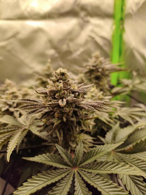 Radical Juice by Ripper Seeds. Week 12