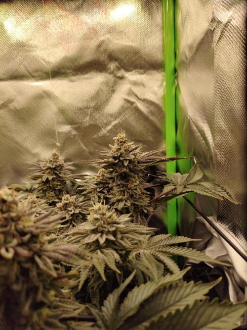 Radical Juice by Ripper Seeds. Week 12