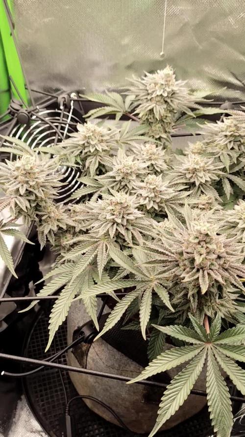 Radical Juice by Ripper Seeds