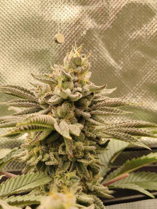 Radical Juice by Ripper Seeds. Week 12