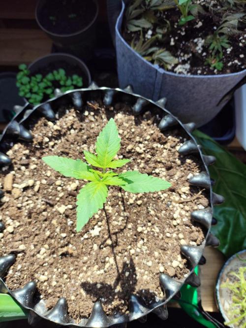 Windowsill Random Fast buds Auto. Week 2