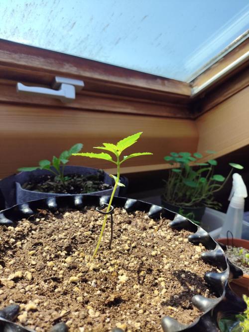 Windowsill Random Fast buds Auto. Week 2