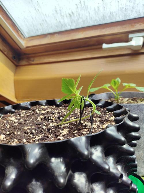 Windowsill Random Fast buds Auto. Week 2