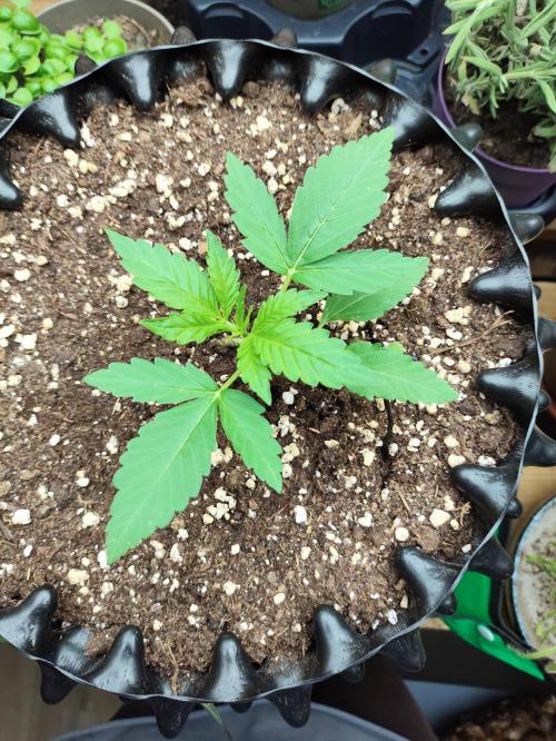 Windowsill Random Fast buds Auto. Week 2
