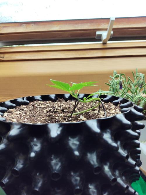 Windowsill Random Fast buds Auto. Week 2