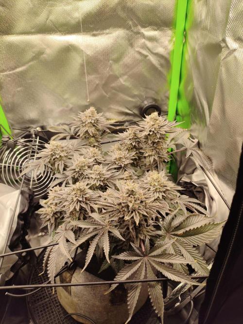 Radical Juice by Ripper Seeds. Week 13