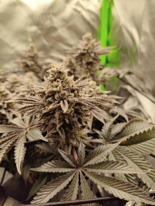 Radical Juice by Ripper Seeds. Week 13