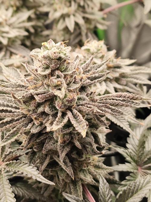 Radical Juice by Ripper Seeds. Week 13