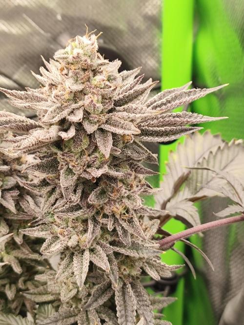Radical Juice by Ripper Seeds. Week 13