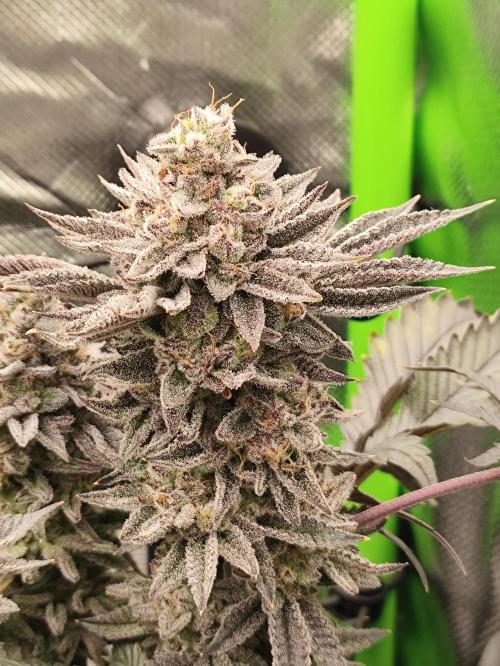 Radical Juice by Ripper Seeds. Week 13