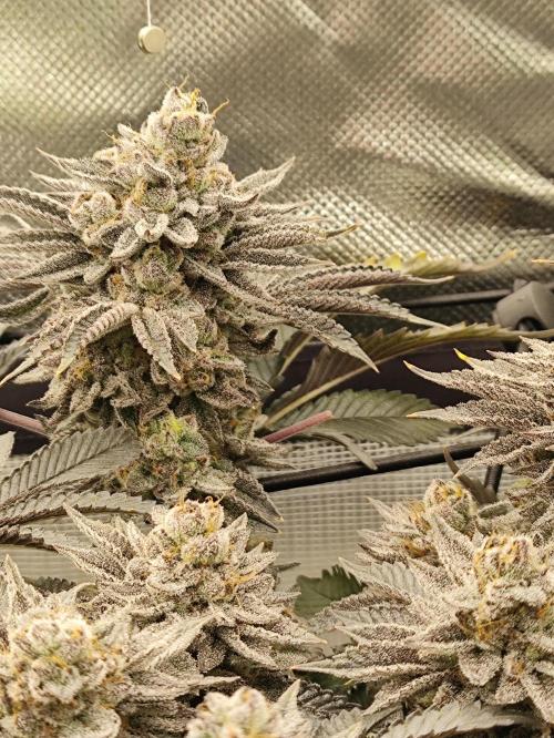Radical Juice by Ripper Seeds. Week 13