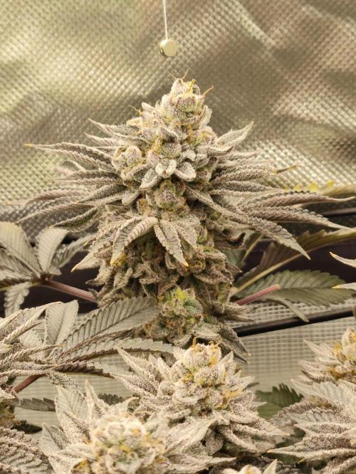 Radical Juice by Ripper Seeds. Week 13