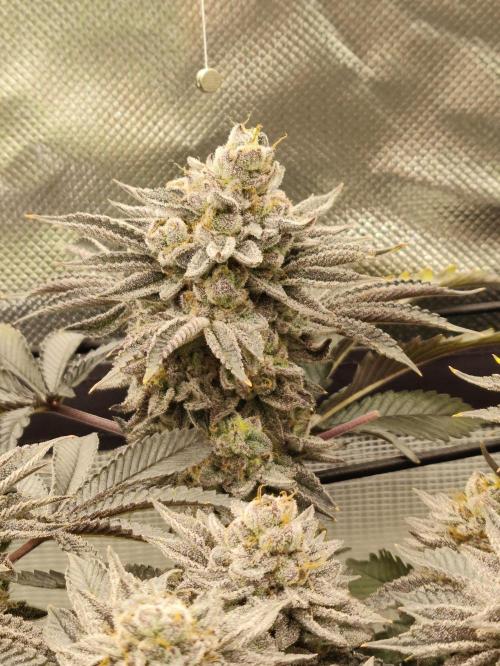 Radical Juice by Ripper Seeds. Week 13