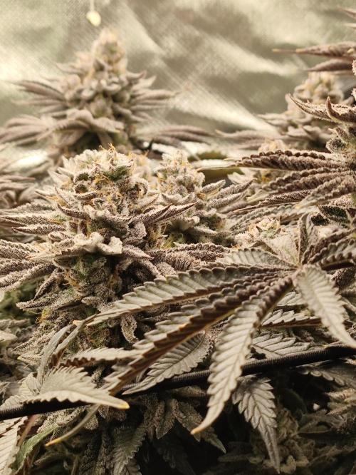 Radical Juice by Ripper Seeds. Week 13