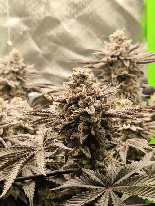Radical Juice by Ripper Seeds. Week 13