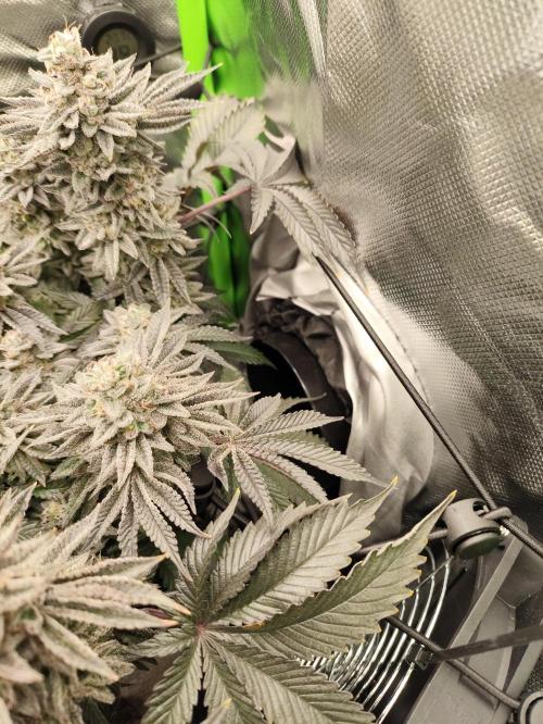 Radical Juice by Ripper Seeds. Week 13