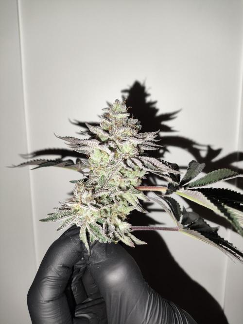 Radical Juice by Ripper Seeds. Week 13