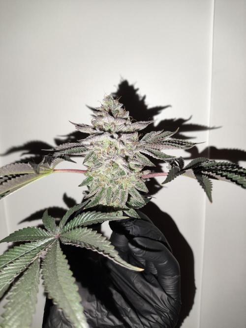 Radical Juice by Ripper Seeds. Week 13
