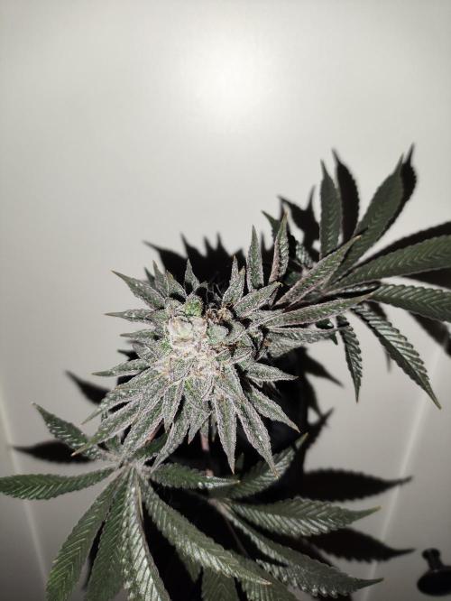 Radical Juice by Ripper Seeds. Week 13