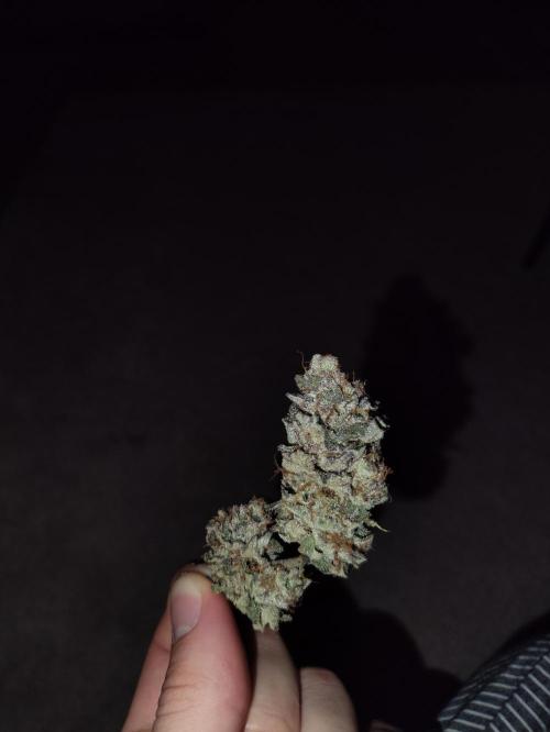 Radical Juice by Ripper Seeds. Week 13