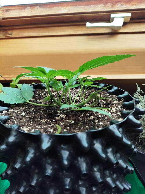 Windowsill Random Fast buds Auto. Week 3