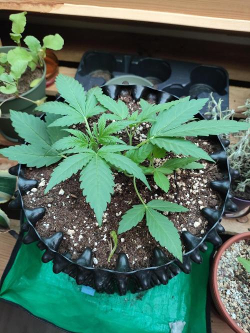 Windowsill Random Fast buds Auto. Week 3