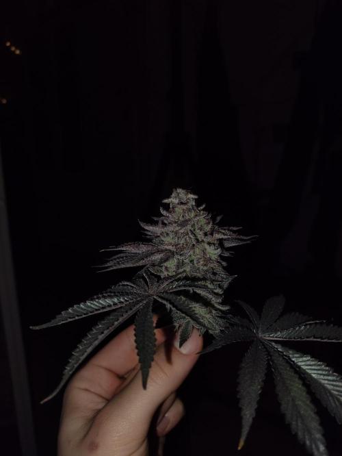 Radical Juice by Ripper Seeds. Week 14