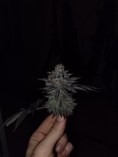 Radical Juice by Ripper Seeds. Week 14