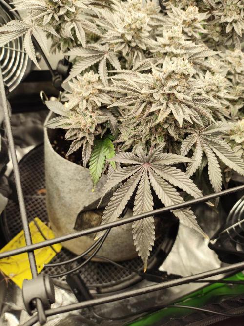 Radical Juice by Ripper Seeds. Week 14