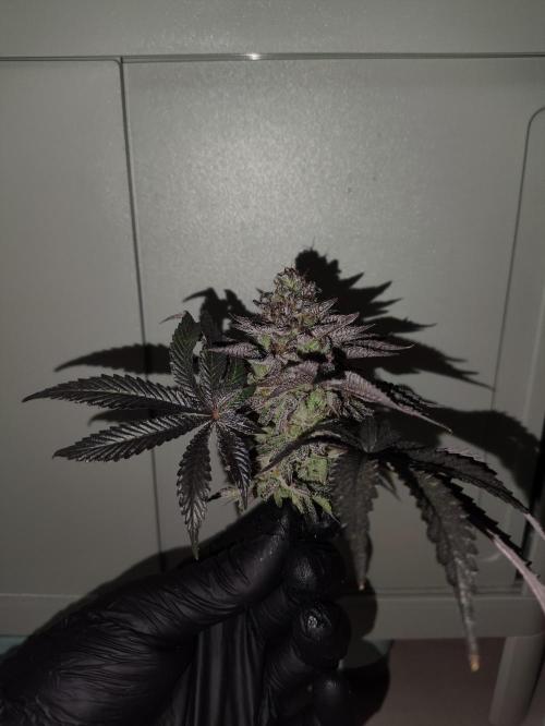Radical Juice by Ripper Seeds. Week 14