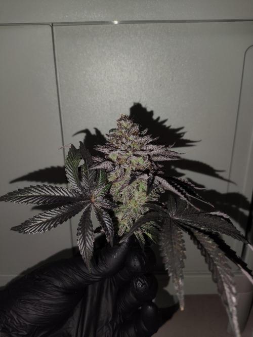 Radical Juice by Ripper Seeds. Week 14