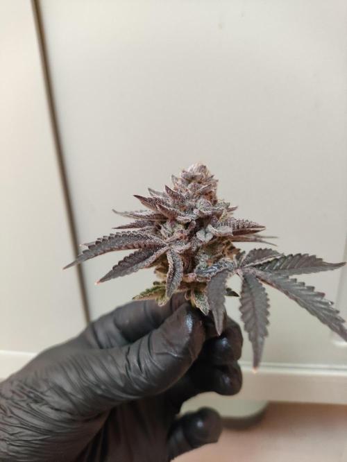 Radical Juice by Ripper Seeds. Week 14