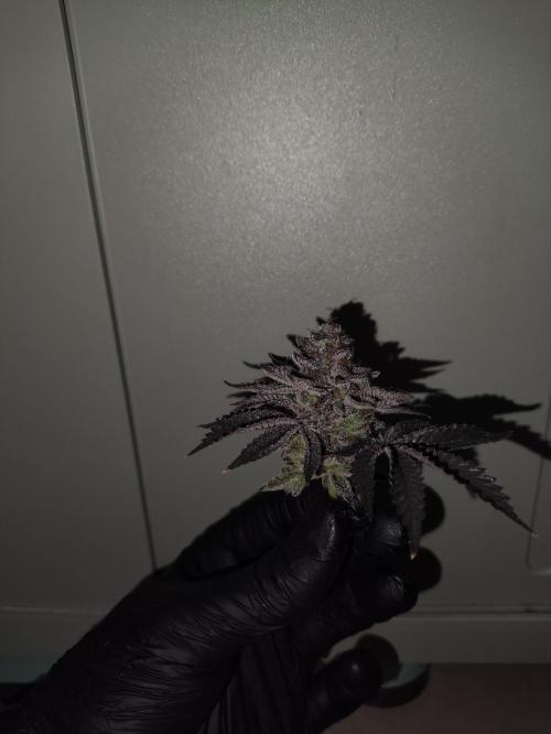Radical Juice by Ripper Seeds. Week 14