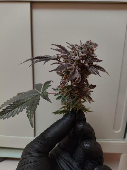 Radical Juice by Ripper Seeds. Week 14