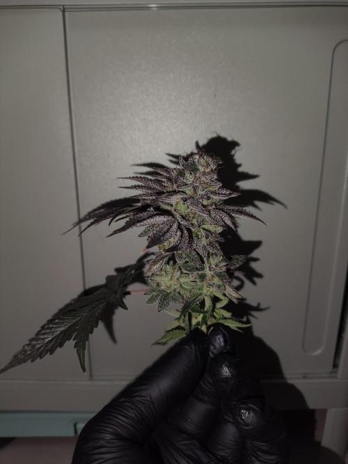 Radical Juice by Ripper Seeds. Week 14