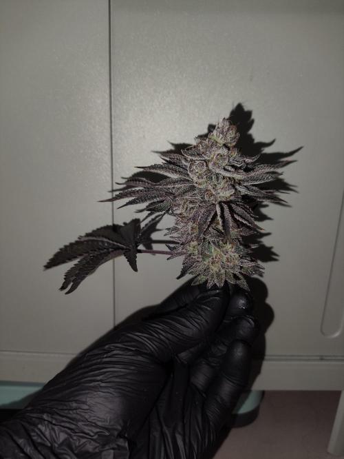 Radical Juice by Ripper Seeds. Week 14
