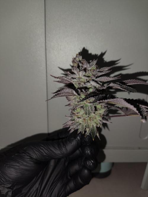 Radical Juice by Ripper Seeds. Week 14