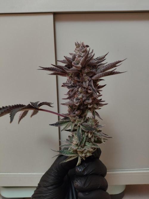 Radical Juice by Ripper Seeds. Week 14