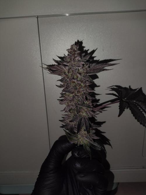 Radical Juice by Ripper Seeds. Week 14