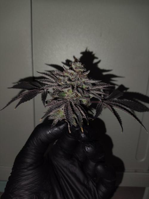 Radical Juice by Ripper Seeds. Week 14