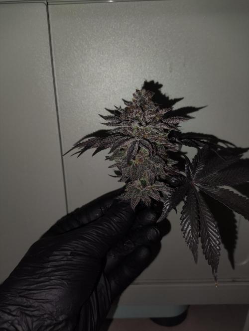 Radical Juice by Ripper Seeds. Week 14
