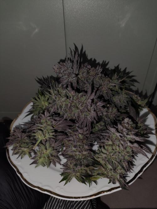 Radical Juice by Ripper Seeds. Week 14