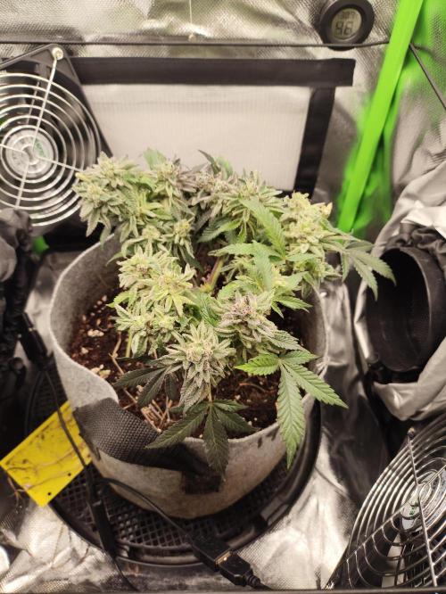 Radical Juice by Ripper Seeds. Week 14
