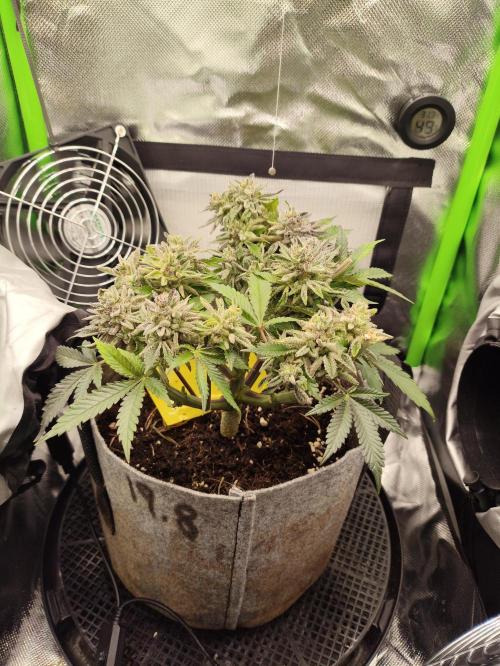 Radical Juice by Ripper Seeds. Week 14