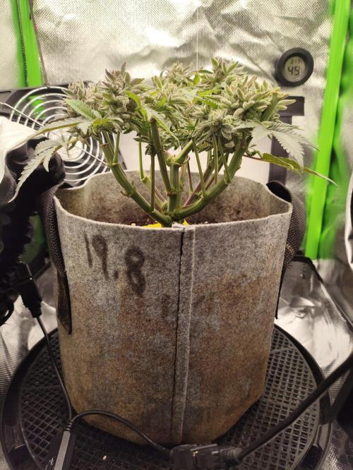 Radical Juice by Ripper Seeds. Week 14